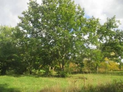 How to Grow Chestnuts and Hazelnuts and Why You Should: Chestnuts Image